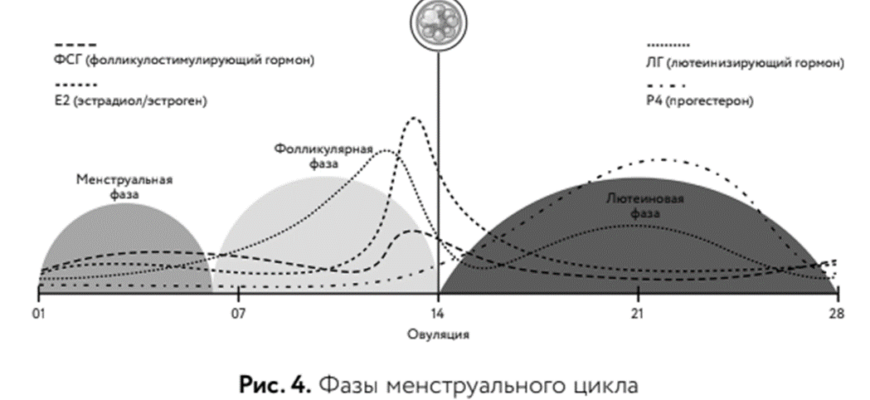 Стволовые клетки