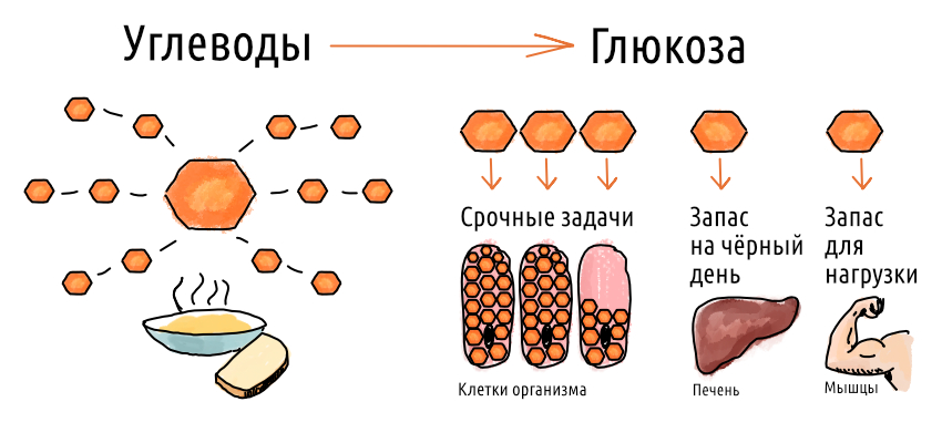 Фасоль маш это белок или углевод